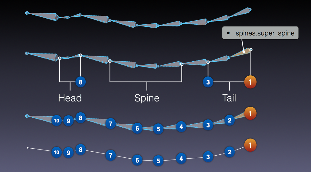 ../../../../_images/addons_rigging_rigify_rig-types_spines-example.png