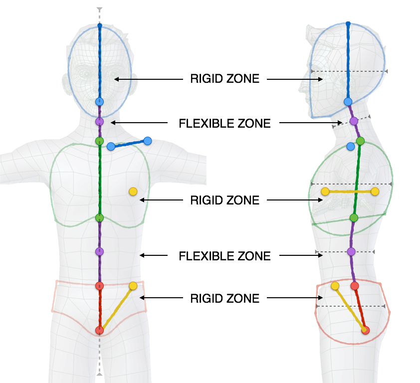 ../../../_images/addons_rigging_rigify_bone-positioning_torso-bones.png